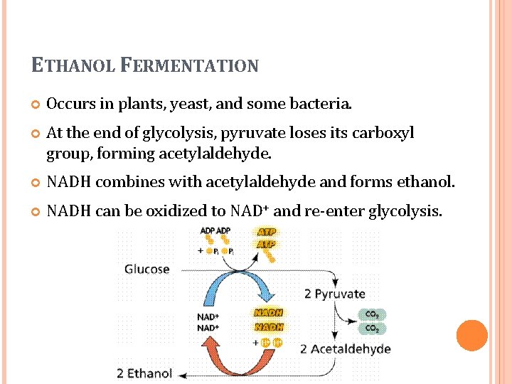 ETHANOL FERMENTATION Occurs in plants, yeast, and some bacteria. At the end of glycolysis,