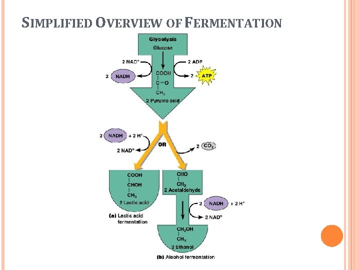 SIMPLIFIED OVERVIEW OF FERMENTATION 