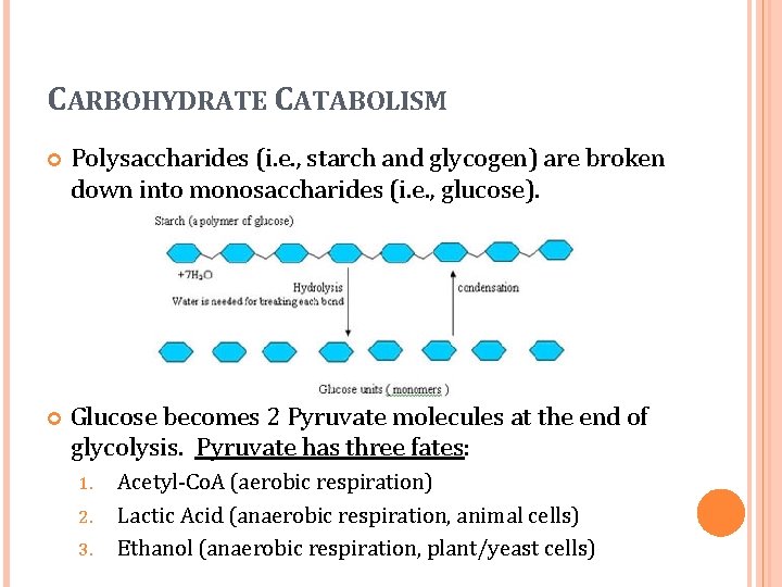 CARBOHYDRATE CATABOLISM Polysaccharides (i. e. , starch and glycogen) are broken down into monosaccharides