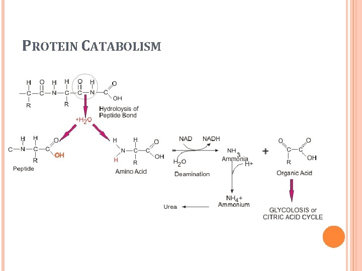 PROTEIN CATABOLISM 