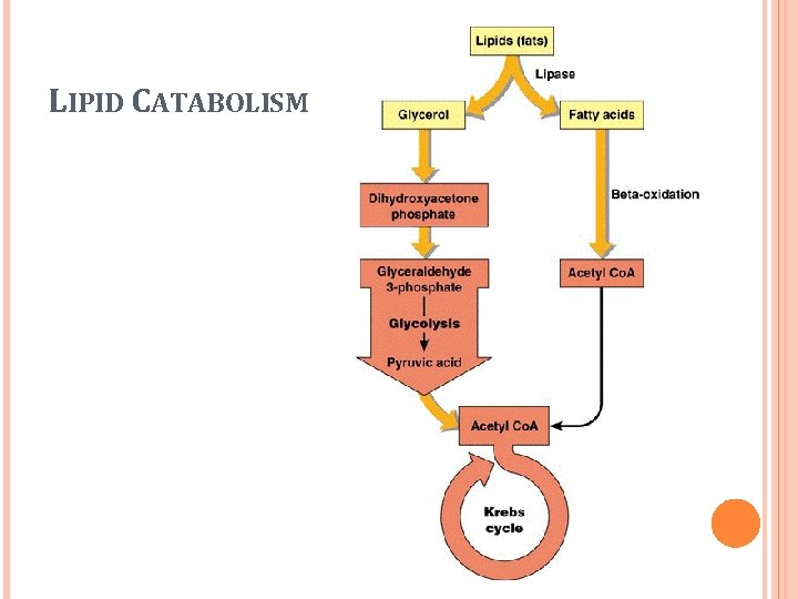 LIPID CATABOLISM 