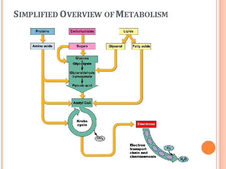 SIMPLIFIED OVERVIEW OF METABOLISM 