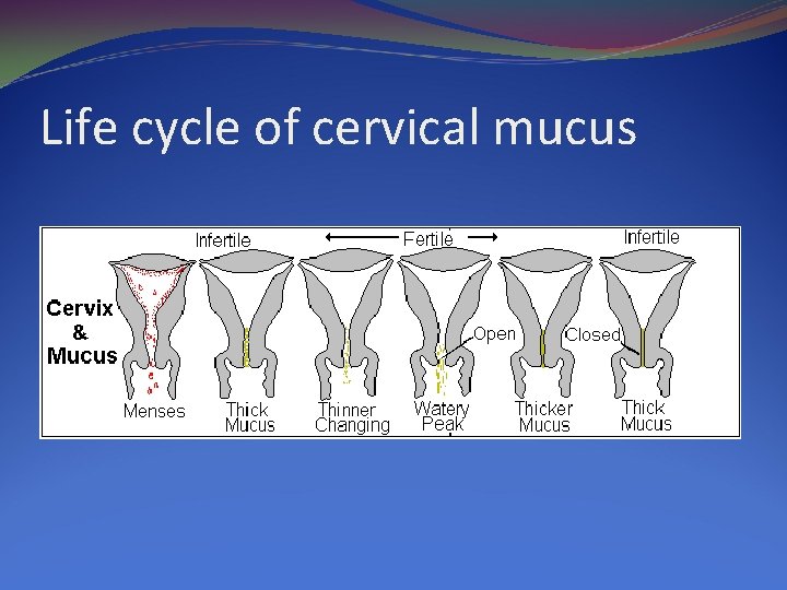 Life cycle of cervical mucus 