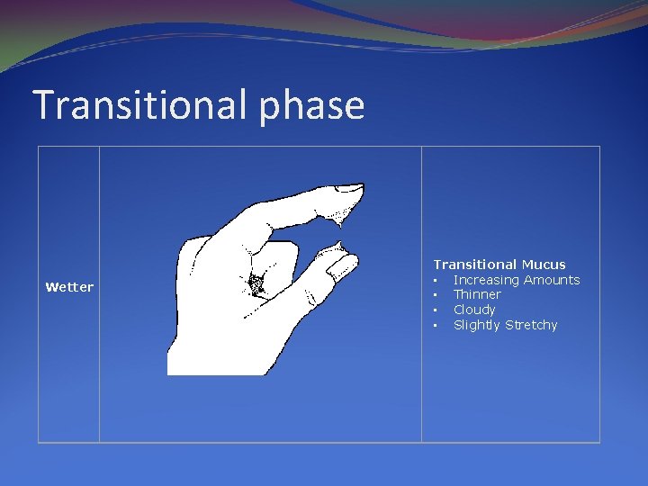 Transitional phase Wetter Transitional Mucus • Increasing Amounts • Thinner • Cloudy • Slightly