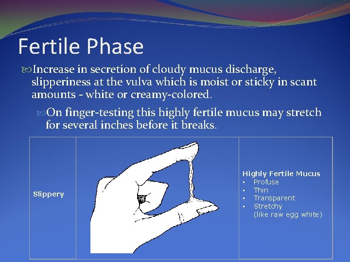 Fertile Phase Increase in secretion of cloudy mucus discharge, slipperiness at the vulva which