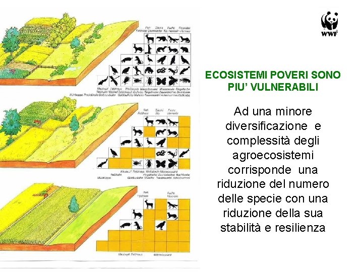 ECOSISTEMI POVERI SONO PIU’ VULNERABILI Ad una minore diversificazione e complessità degli agroecosistemi corrisponde