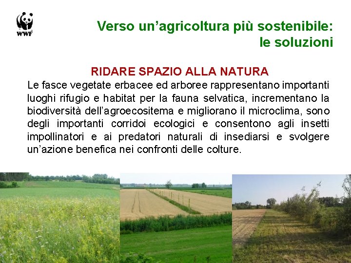 Verso un’agricoltura più sostenibile: le soluzioni RIDARE SPAZIO ALLA NATURA Le fasce vegetate erbacee