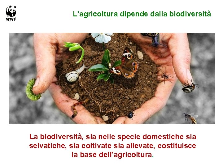 L’agricoltura dipende dalla biodiversità La biodiversità, sia nelle specie domestiche sia selvatiche, sia coltivate