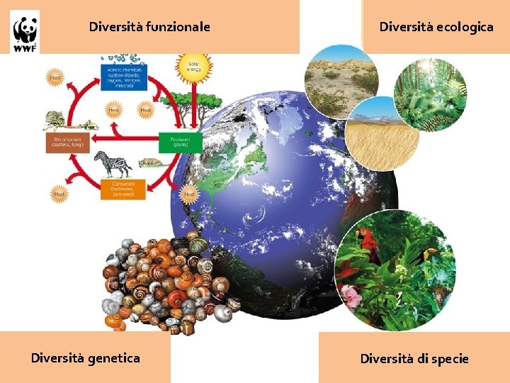 Diversità funzionale Diversità genetica Diversità ecologica Diversità di specie 
