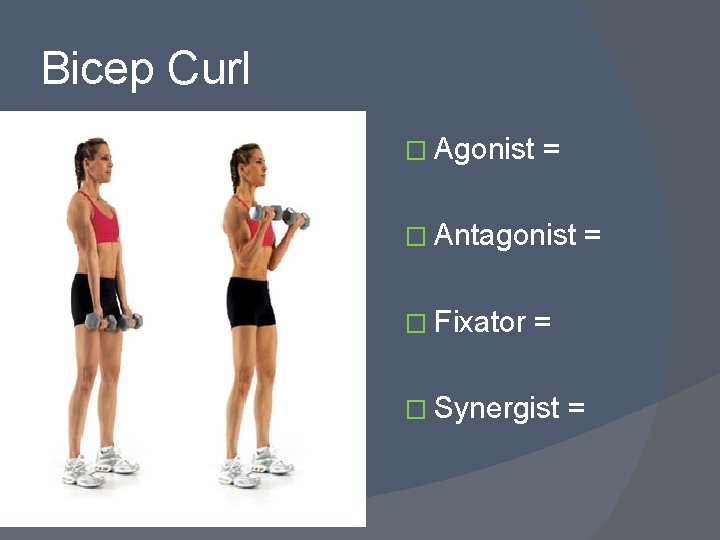 Bicep Curl � Agonist = � Antagonist � Fixator = = � Synergist =