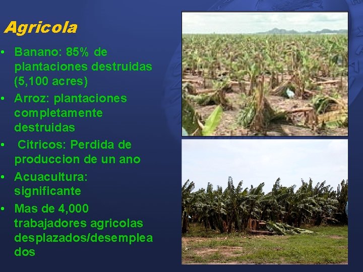 Agricola • Banano: 85% de plantaciones destruidas (5, 100 acres) • Arroz: plantaciones completamente