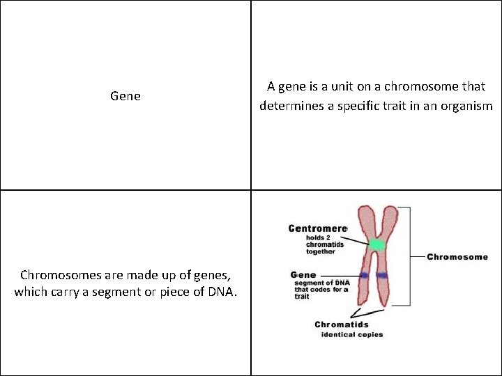 Gene Chromosomes are made up of genes, which carry a segment or piece of