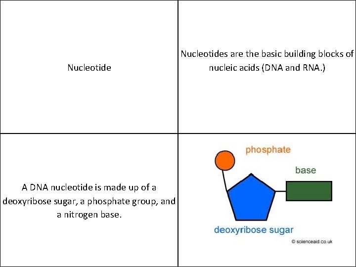 Nucleotide A DNA nucleotide is made up of a deoxyribose sugar, a phosphate group,