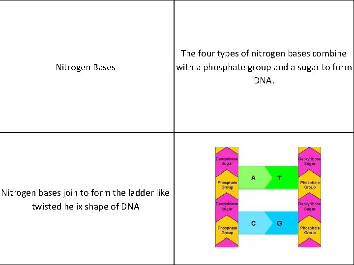 Nitrogen Bases Nitrogen bases join to form the ladder like twisted helix shape of