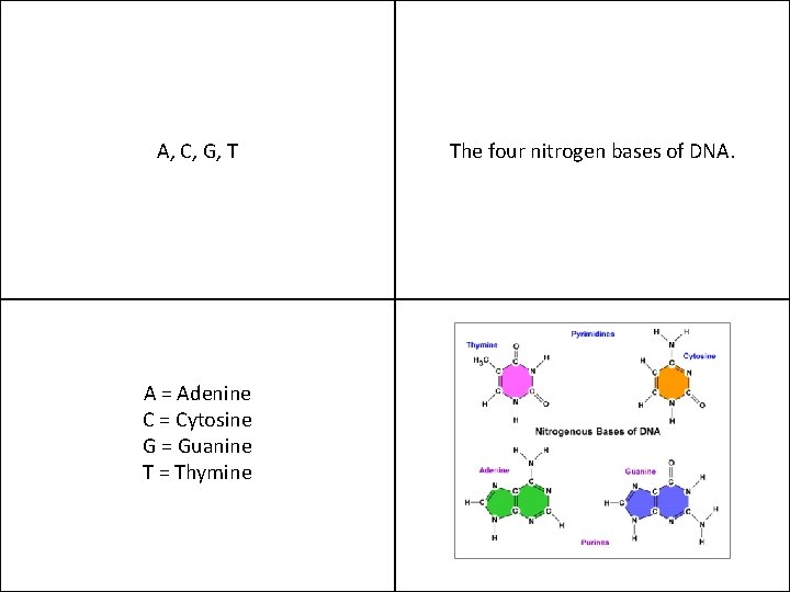 A, C, G, T A = Adenine C = Cytosine G = Guanine T
