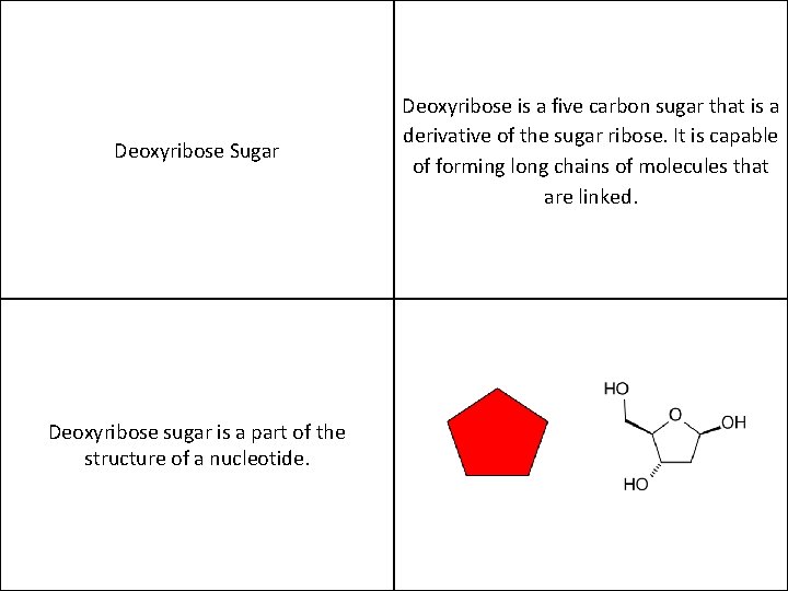 Deoxyribose Sugar Deoxyribose sugar is a part of the structure of a nucleotide. Deoxyribose