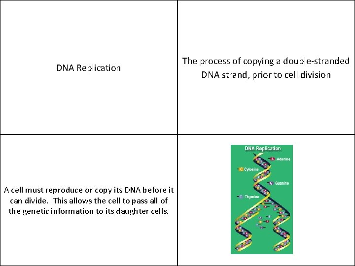 DNA Replication A cell must reproduce or copy its DNA before it can divide.