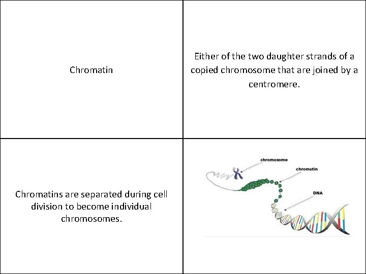 Chromatins are separated during cell division to become individual chromosomes. Either of the two