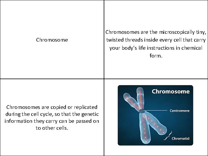 Chromosomes are copied or replicated during the cell cycle, so that the genetic information