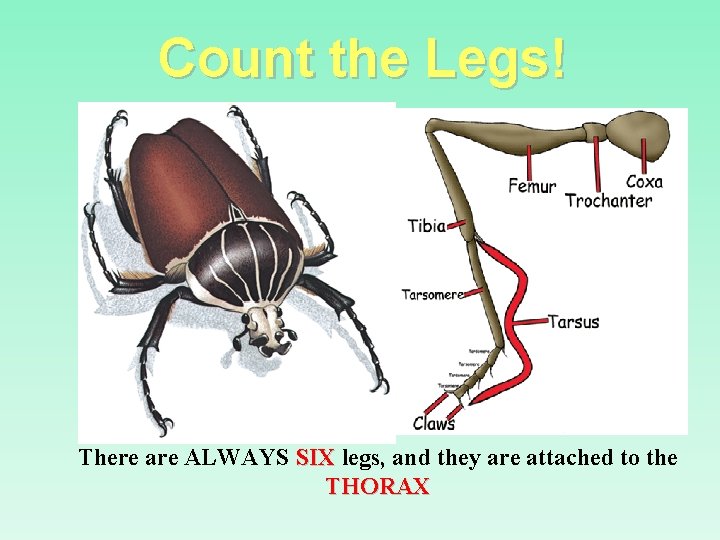 Count the Legs! There are ALWAYS SIX legs, and they are attached to the