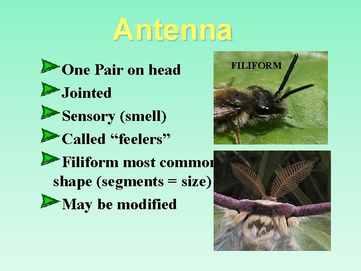 Antenna One Pair on head Jointed Sensory (smell) Called “feelers” Filiform most common shape