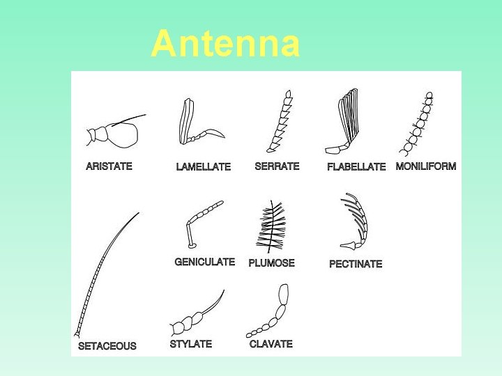 Antenna Modifications 