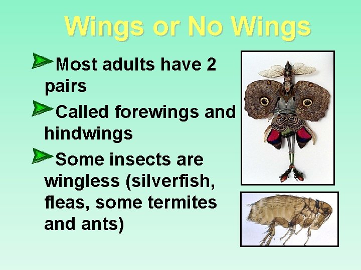 Wings or No Wings Most adults have 2 pairs Called forewings and hindwings Some