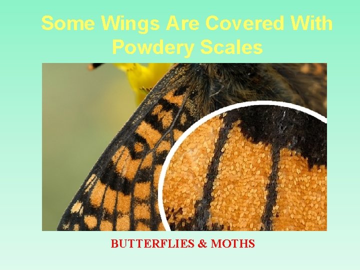 Some Wings Are Covered With Powdery Scales BUTTERFLIES & MOTHS 