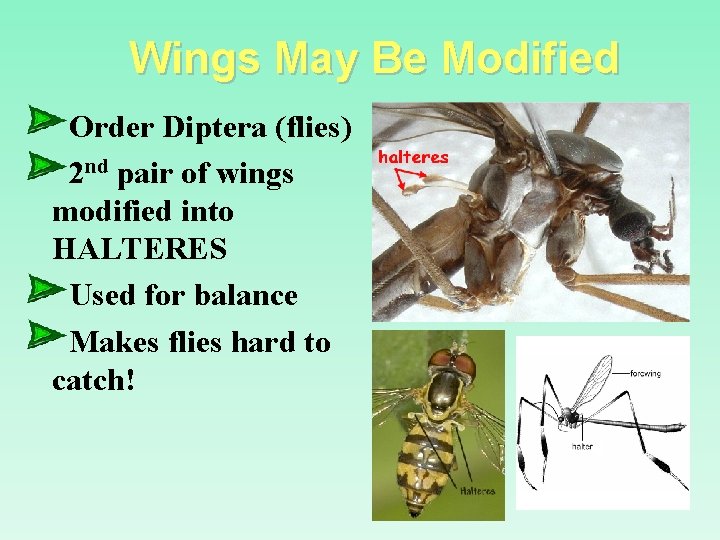 Wings May Be Modified Order Diptera (flies) 2 nd pair of wings modified into