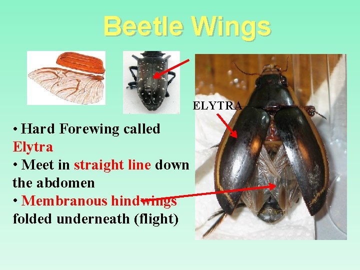 Beetle Wings ELYTRA • Hard Forewing called Elytra • Meet in straight line down