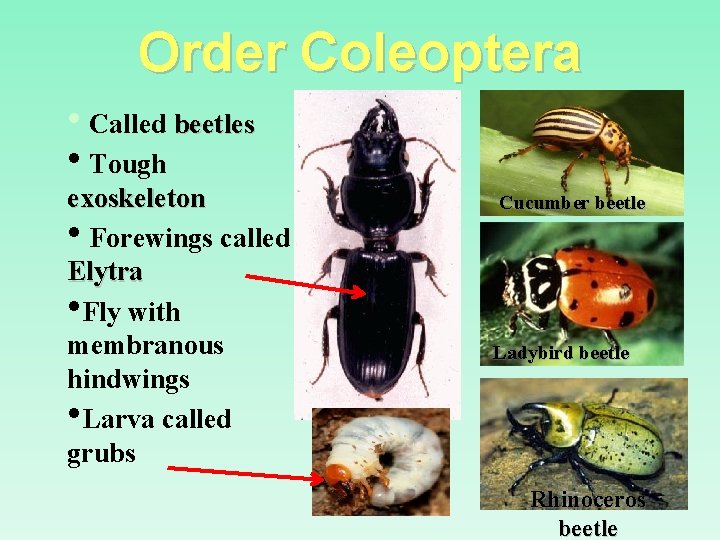 Order Coleoptera • Called beetles • Tough exoskeleton • Forewings called Elytra • Fly