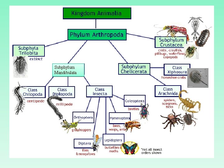 Subphylum Mandibulata 