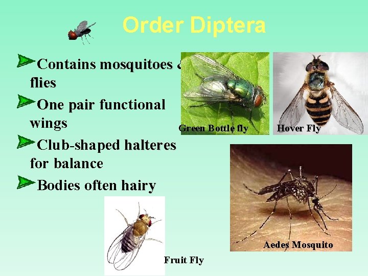 Order Diptera Contains mosquitoes & flies One pair functional wings Green Bottle fly Club-shaped