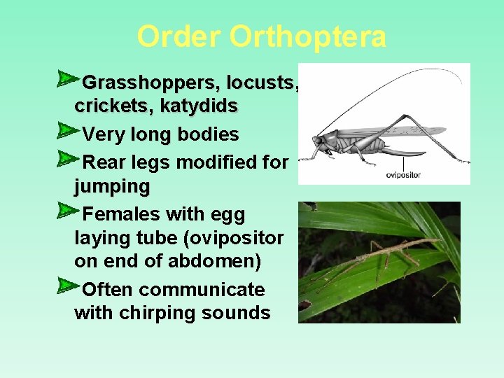 Order Orthoptera Grasshoppers, locusts, crickets, katydids Very long bodies Rear legs modified for jumping