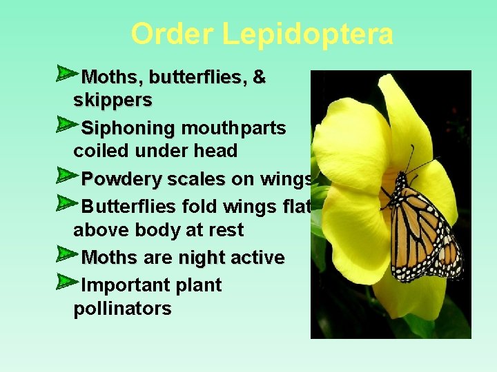Order Lepidoptera Moths, butterflies, & skippers Siphoning mouthparts coiled under head Powdery scales on