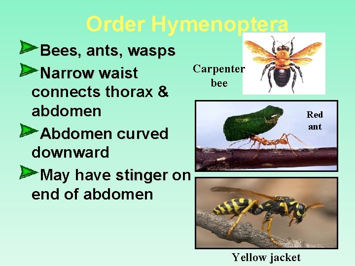 Order Hymenoptera Bees, ants, wasps Carpenter Narrow waist wai bee connects thorax & abdomen