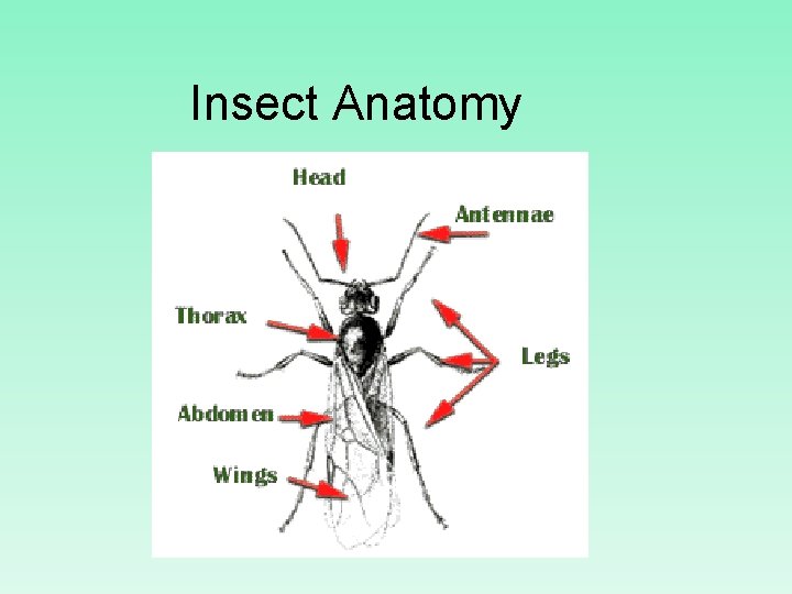 Insect Anatomy 