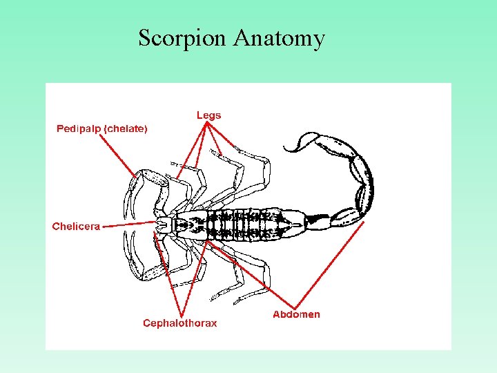 Scorpion Anatomy 