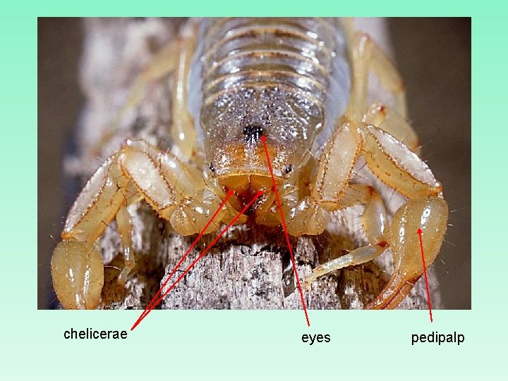 chelicerae eyes pedipalp 