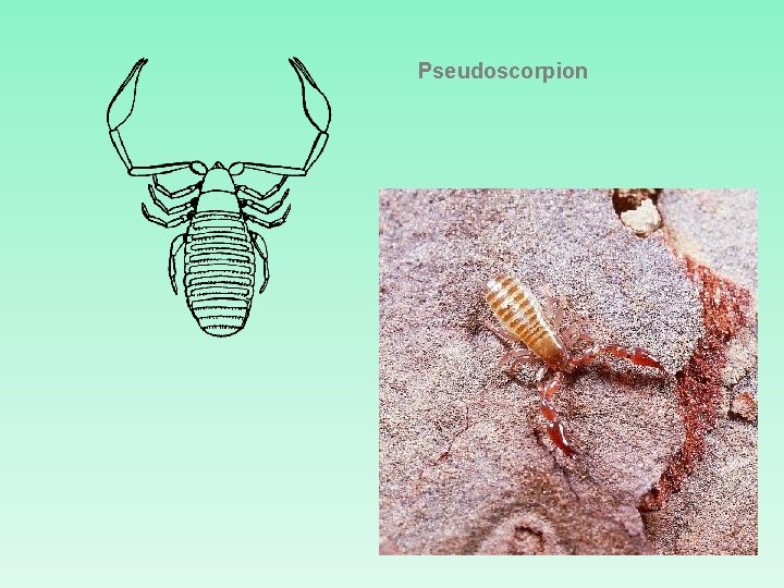 Pseudoscorpion 