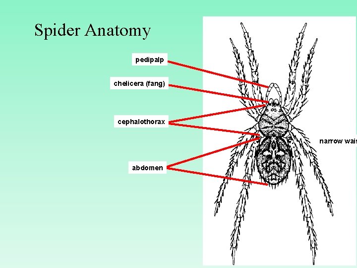 Spider Anatomy pedipalp chelicera (fang) cephalothorax narrow wais abdomen 