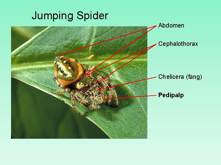 Jumping Spider Abdomen Cephalothorax Chelicera (fang) Pedipalp 