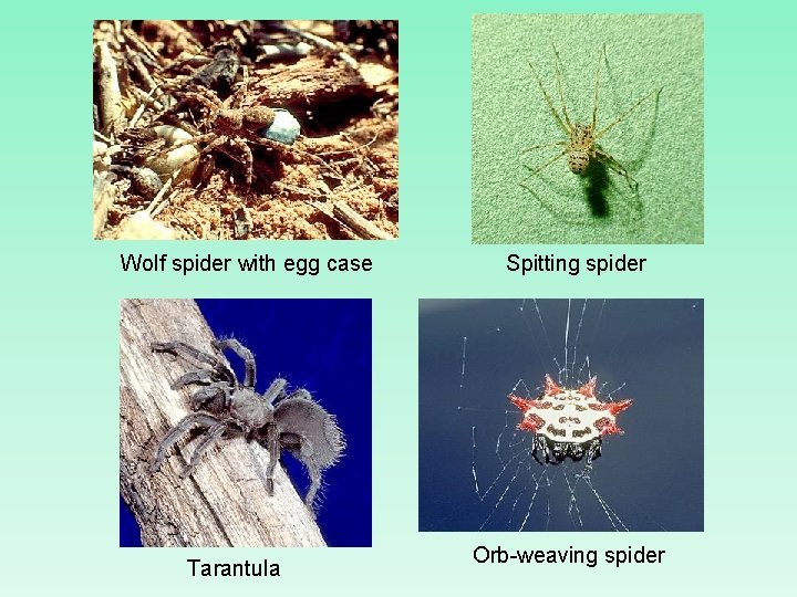 Wolf spider with egg case Tarantula Spitting spider Orb-weaving spider 