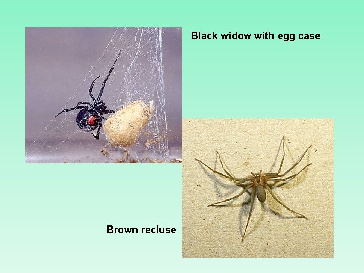 Black widow with egg case Brown recluse 