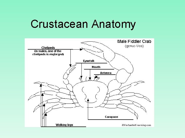 Crustacean Anatomy 
