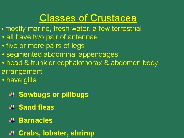 Classes of Crustacea • mostly marine, fresh water, a few terrestrial • all have