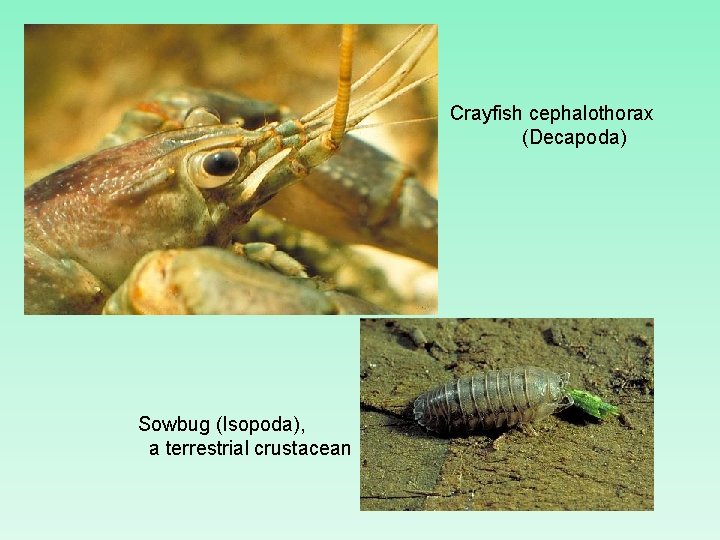 Crayfish cephalothorax (Decapoda) Sowbug (Isopoda), a terrestrial crustacean 