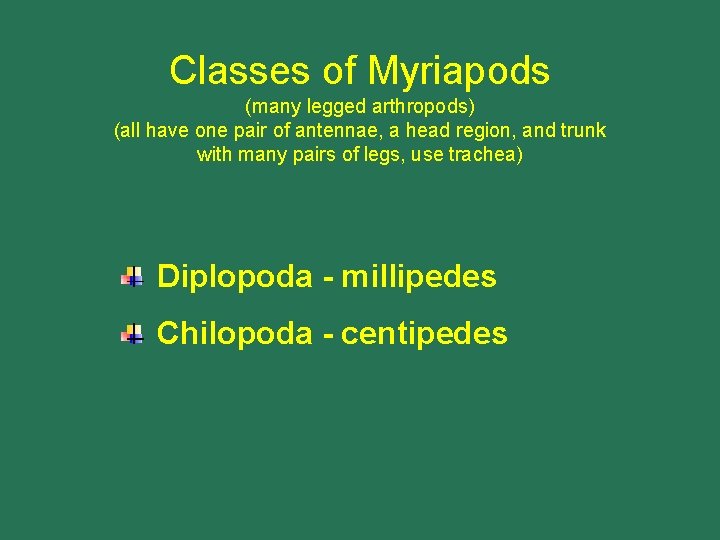 Classes of Myriapods (many legged arthropods) (all have one pair of antennae, a head
