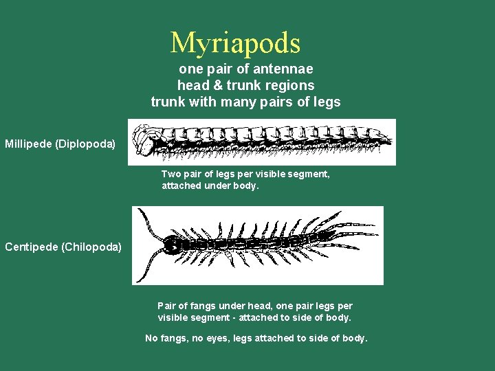 Myriapods one pair of antennae head & trunk regions trunk with many pairs of