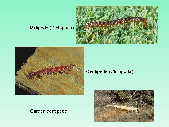 Millipede (Diplopoda) Centipede (Chilopoda) Garden centipede 